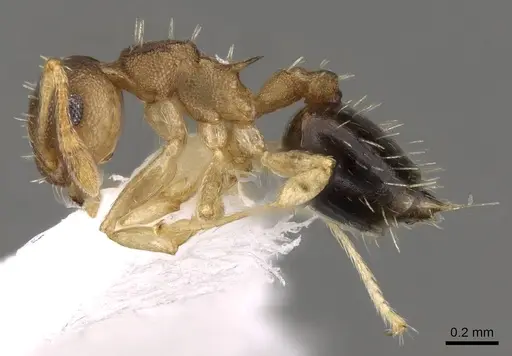 Crematogaster reticulata - CASENT0914544