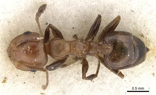Crematogaster retifera specimen