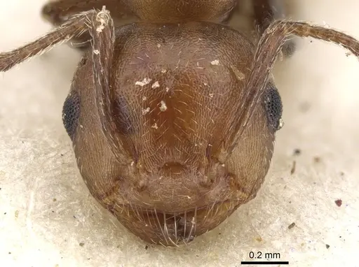 Crematogaster retifera specimen