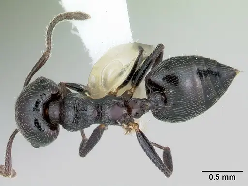Crematogaster rifelna specimen