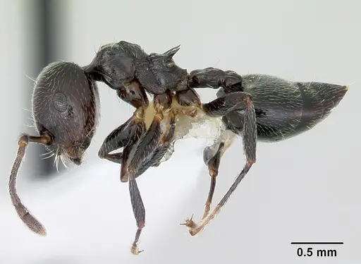 Crematogaster rifelna specimen