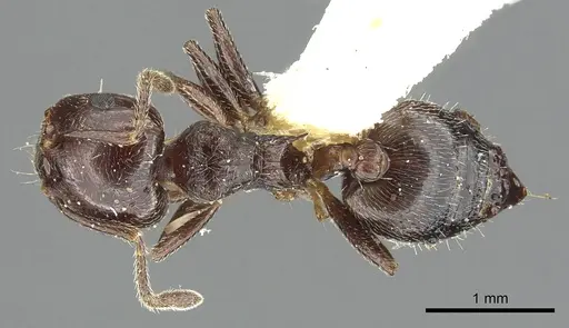 Crematogaster rifelna - CASENT0902141