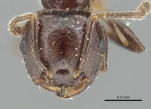 Crematogaster rifelna - CASENT0902141