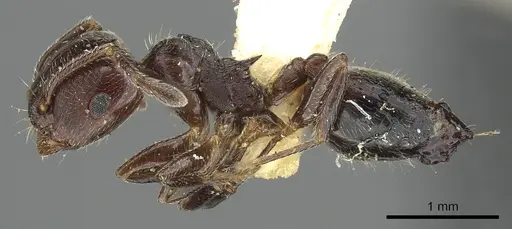 Crematogaster rifelna - CASENT0902141