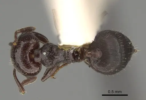 Crematogaster rifelna - LACMENT164556