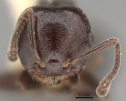 Crematogaster rifelna - LACMENT164556