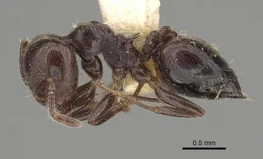 Crematogaster rifelna - LACMENT164556