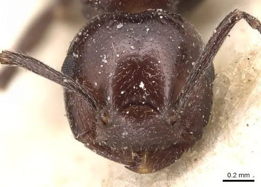 Crematogaster rivai specimen