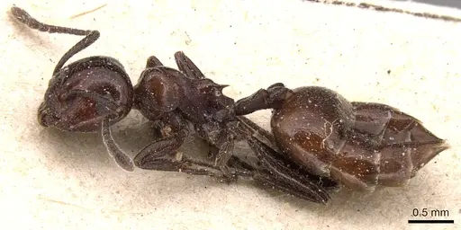 Crematogaster rivai specimen