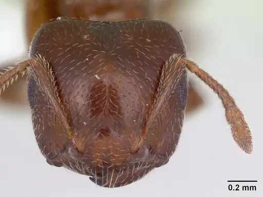 Crematogaster rochai specimen