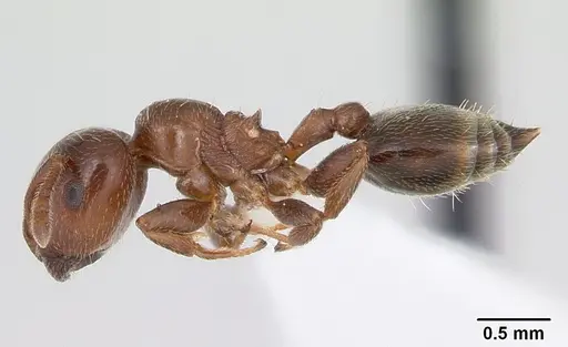 Crematogaster rochai specimen