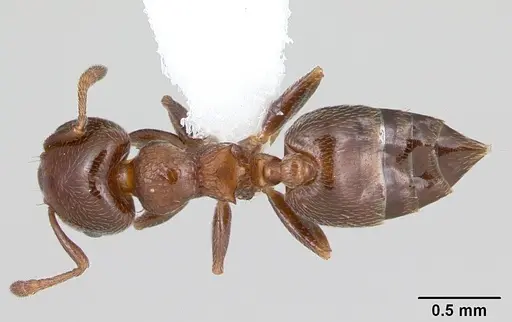 Crematogaster rochai - CASENT0173947