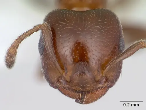 Crematogaster rochai - CASENT0173947