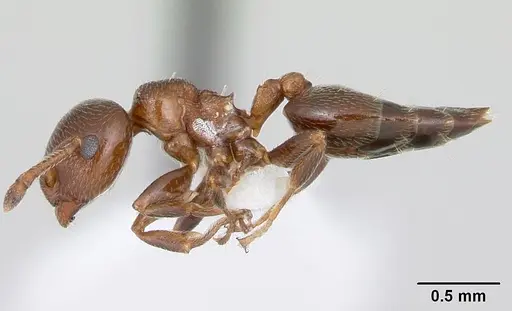 Crematogaster rochai - CASENT0173947