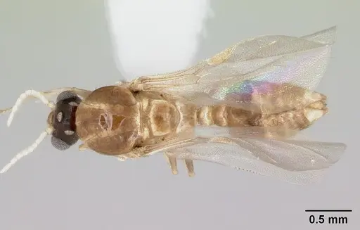 Crematogaster rochai - CASENT0173948