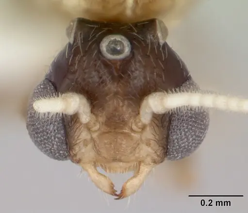 Crematogaster rochai - CASENT0173948
