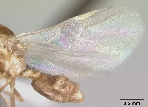 Crematogaster rochai - CASENT0173948