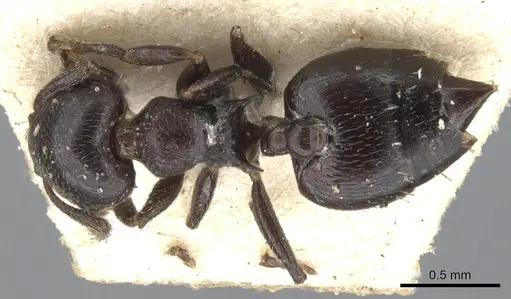 Crematogaster rochai - CASENT0901464