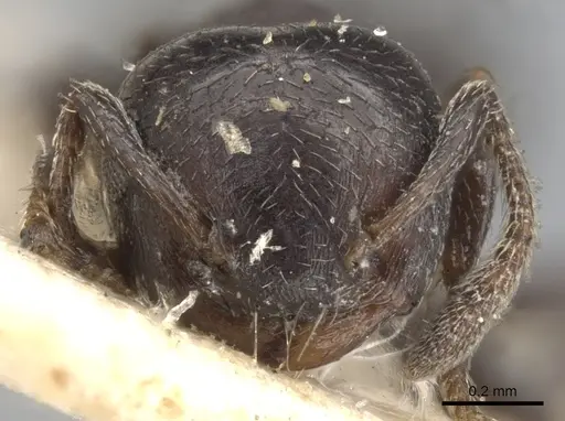 Crematogaster rochai - CASENT0901464