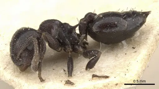 Crematogaster rochai - CASENT0901464