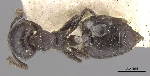 Crematogaster rochai - CASENT0902172