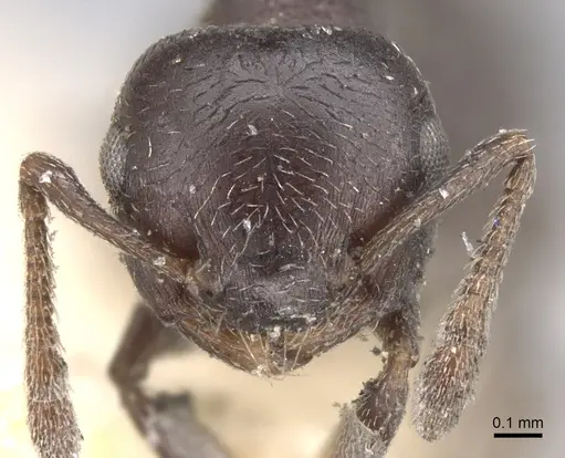 Crematogaster rochai - CASENT0902172