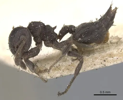 Crematogaster rochai - CASENT0902172
