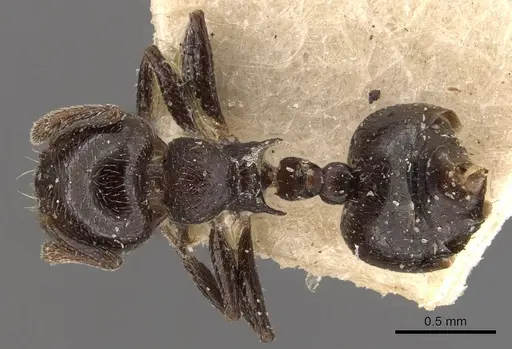 Crematogaster rochai - CASENT0908402