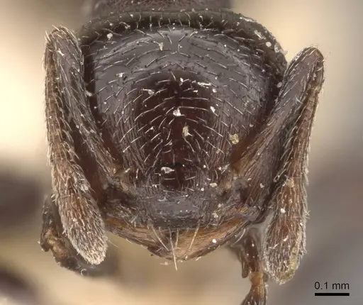 Crematogaster rochai - CASENT0908402