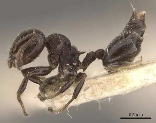 Crematogaster rochai - CASENT0908402