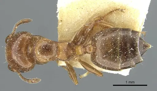 Crematogaster rochai - CASENT0912755