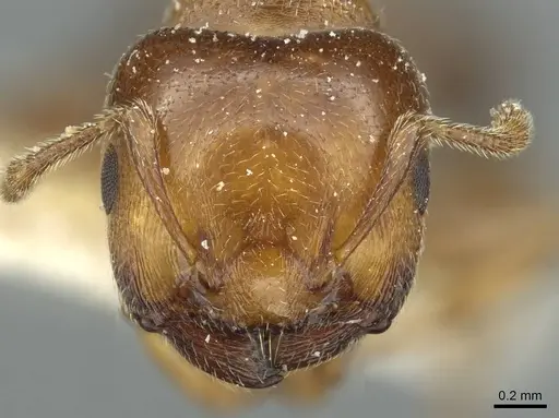 Crematogaster rochai - CASENT0912755