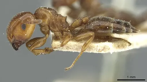 Crematogaster rochai - CASENT0912755