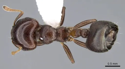 Crematogaster rochai - CASENT0914640