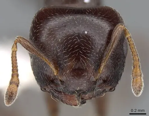 Crematogaster rochai - CASENT0914640