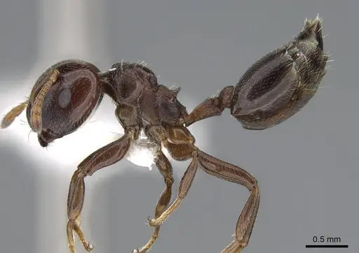 Crematogaster rochai - CASENT0914640