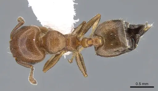 Crematogaster rochai - CASENT0914641