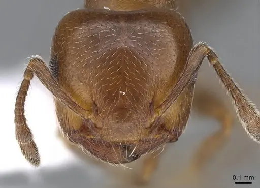 Crematogaster rochai - CASENT0914641