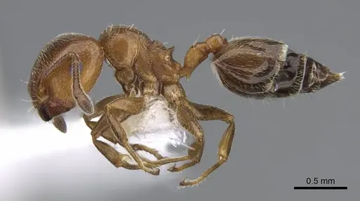 Crematogaster rochai - CASENT0914641