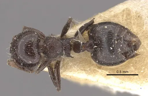 Crematogaster rochai - CASENT0917798