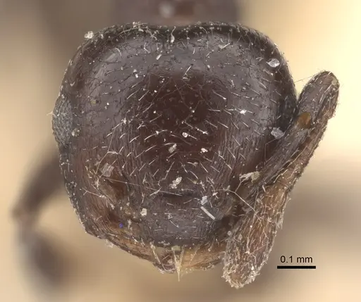 Crematogaster rochai - CASENT0917798