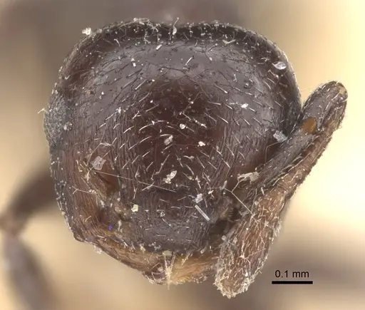 Crematogaster rochai - CASENT0917798