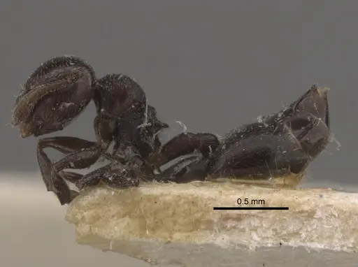 Crematogaster rochai - CASENT0917798