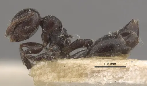 Crematogaster rochai - CASENT0917798