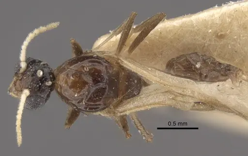 Crematogaster rochai - CASENT0917799