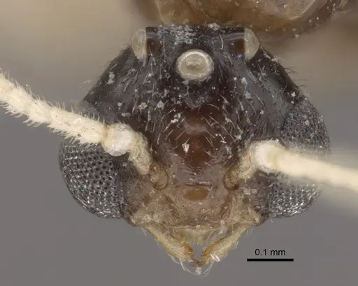 Crematogaster rochai - CASENT0917799