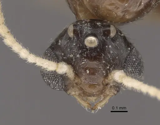 Crematogaster rochai - CASENT0917799