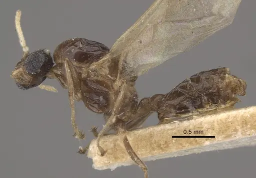 Crematogaster rochai - CASENT0917799