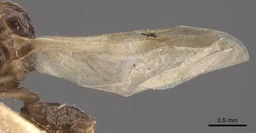 Crematogaster rochai - CASENT0917799