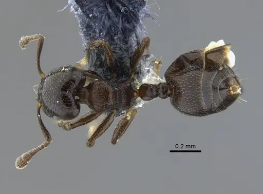 Crematogaster rochai - CBUMAGENT41934